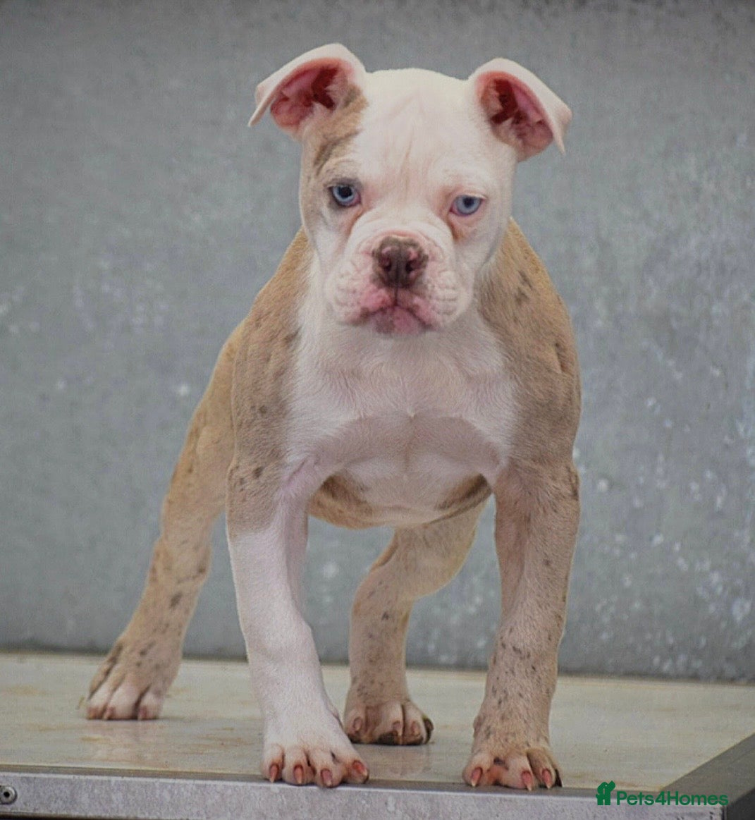 Olde English Bulldogge dogs 23❤️YEARS❤️5⭐️RATED❤️LICENSED❤️PROFESSIONALS❤️ - Advert 4