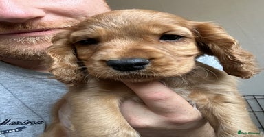 Cocker Spaniel dogs - Advert 1