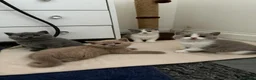 British Shorthair cats for sale: PKD+ALPS Tested, GCCF Registered, Loving Kittens - Advert 2