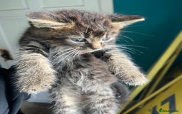 Bengal cats for sale: Five super friendly and fun kittens  - Image 8