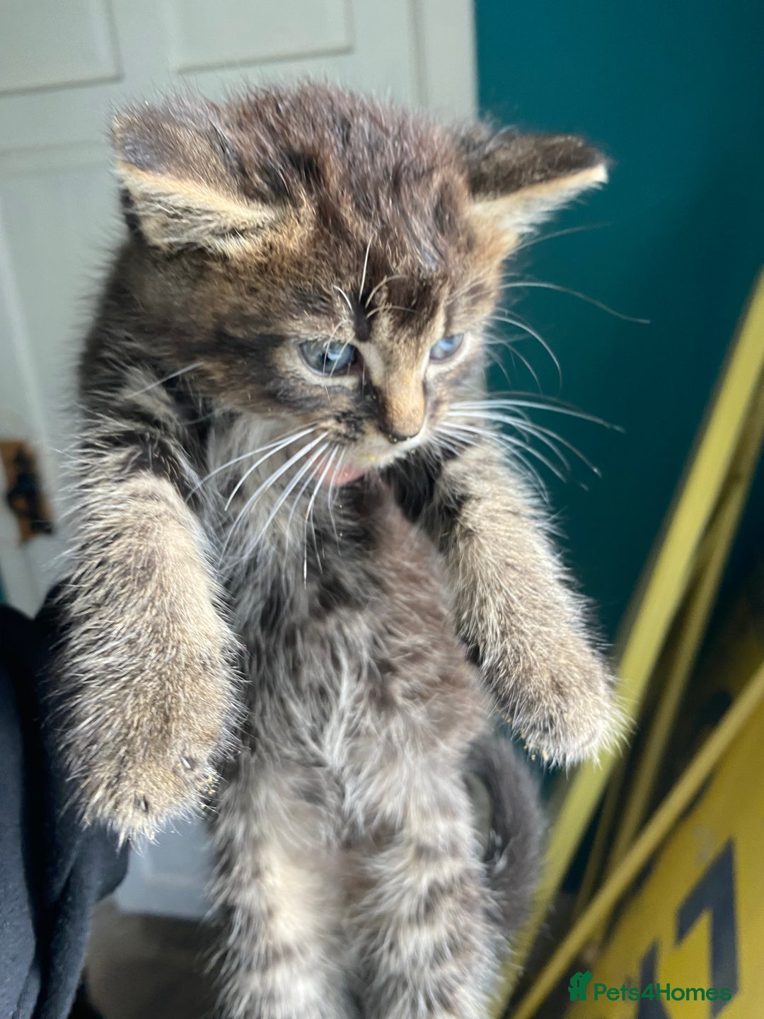Bengal cats for sale: Five super friendly and fun kittens  - Image 8