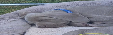 Weimaraner 4