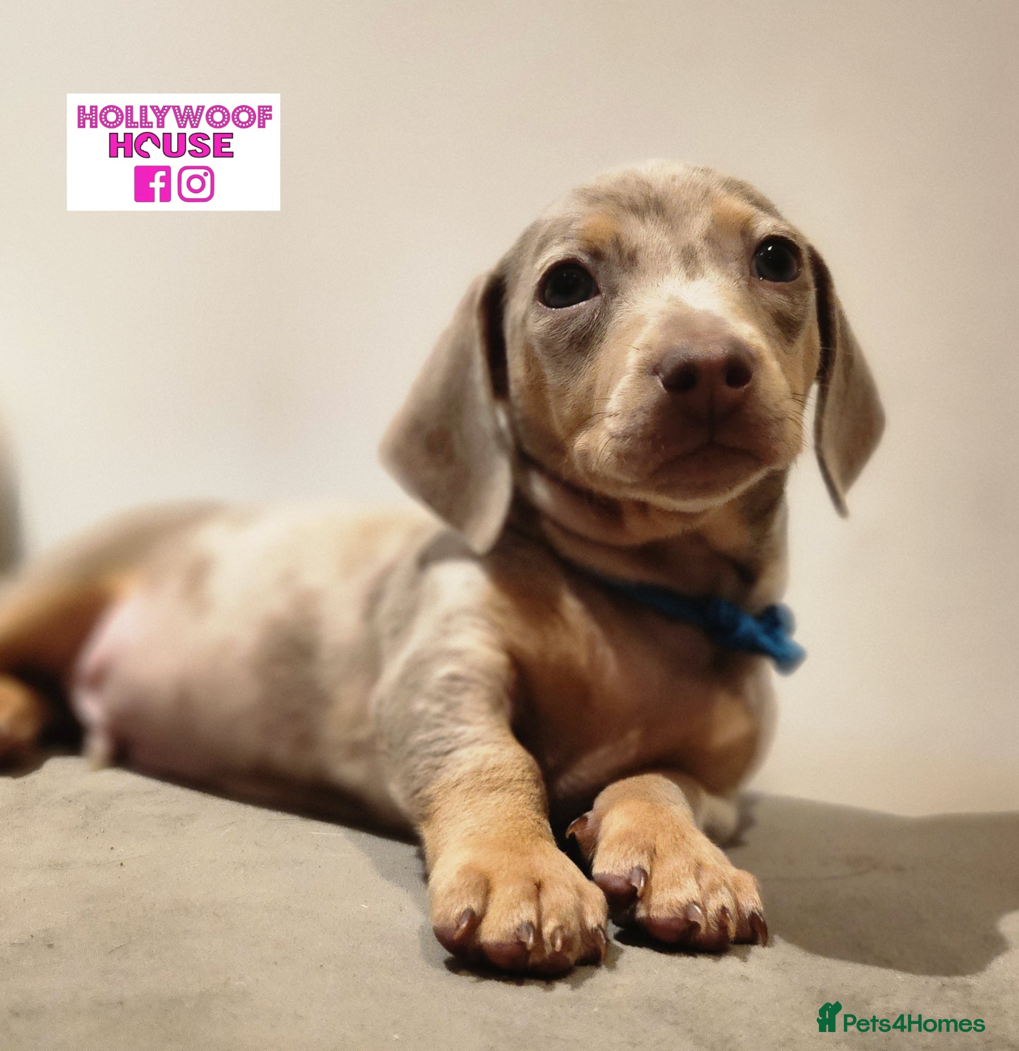 Miniature Dachshund dogs Beautiful Miniature Dachshund Pups  - Advert 15