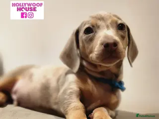 Miniature Dachshund dogs Beautiful Miniature Dachshund Pups - Advert 15