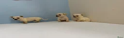 Chihuahua dogs for sale: Chihuahua puppies  in Glasgow - Advert 6