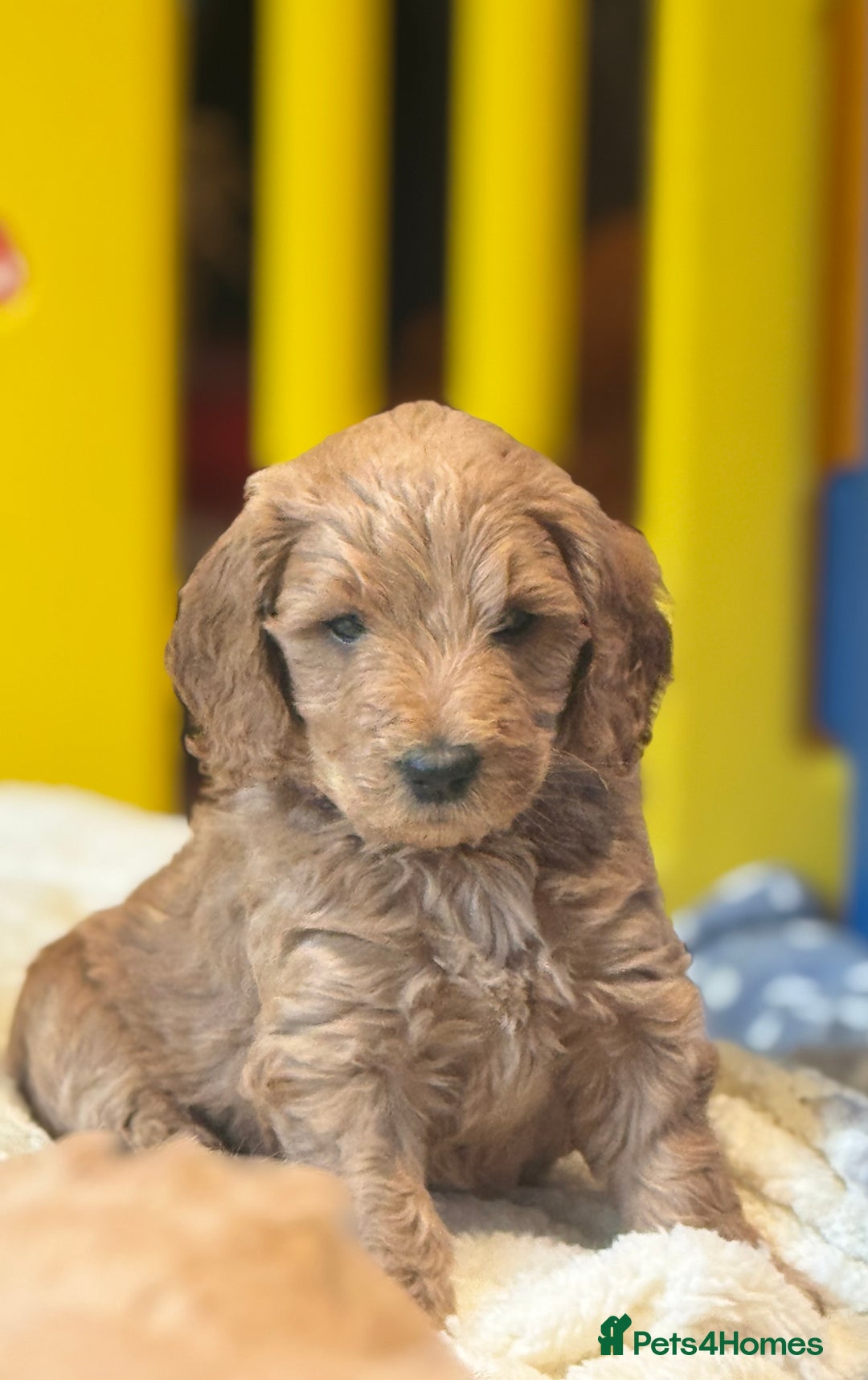 Mini Goldendoodle dogs for sale: Miniature Golden Doodle Puppies - Advert 24