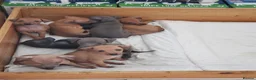 Italian Greyhound dogs for sale: Stunning kc Italian greyhounds  - Advert 1