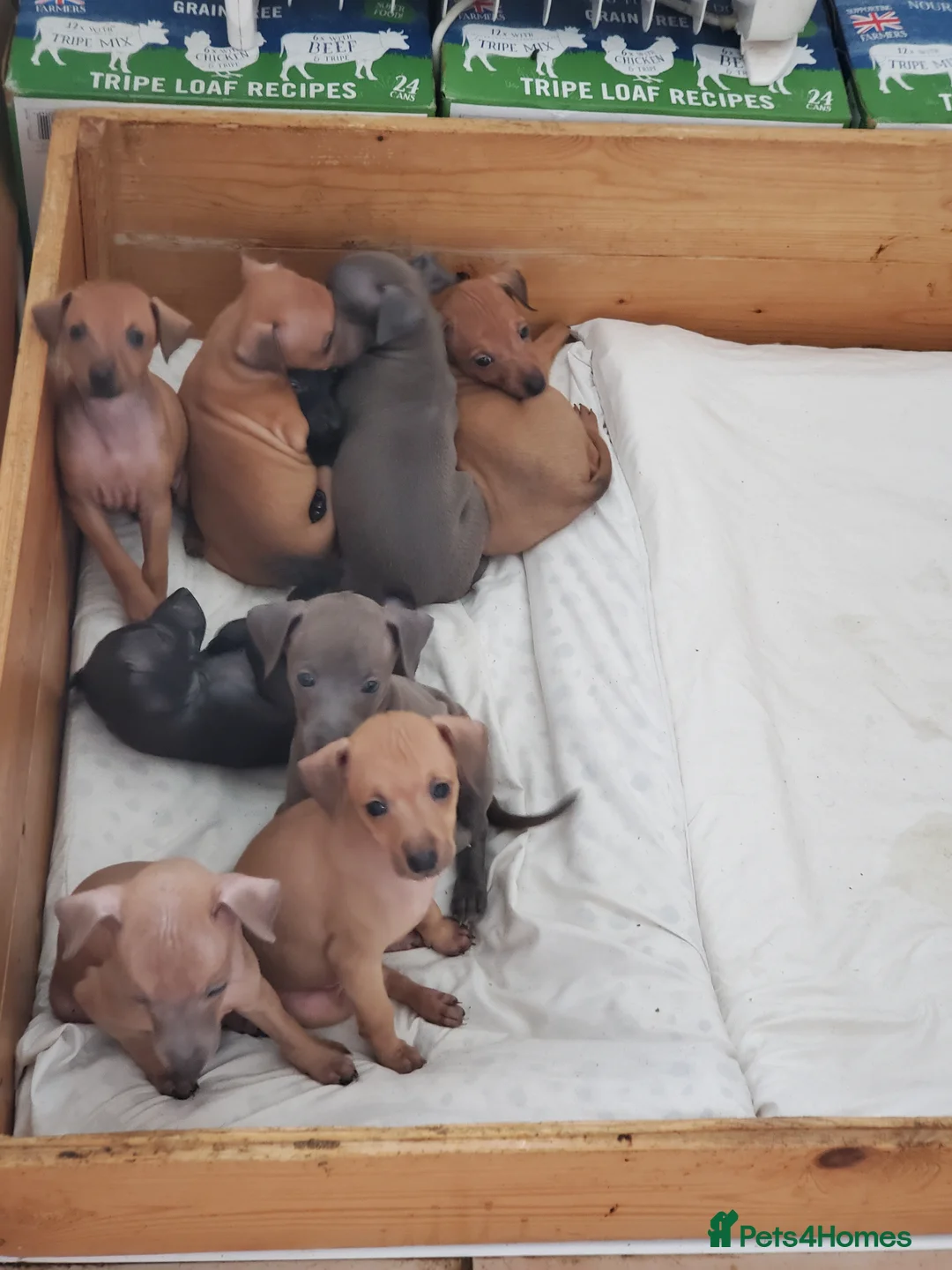 Italian Greyhound dogs for sale: Stunning kc Italian greyhounds  - Advert 1