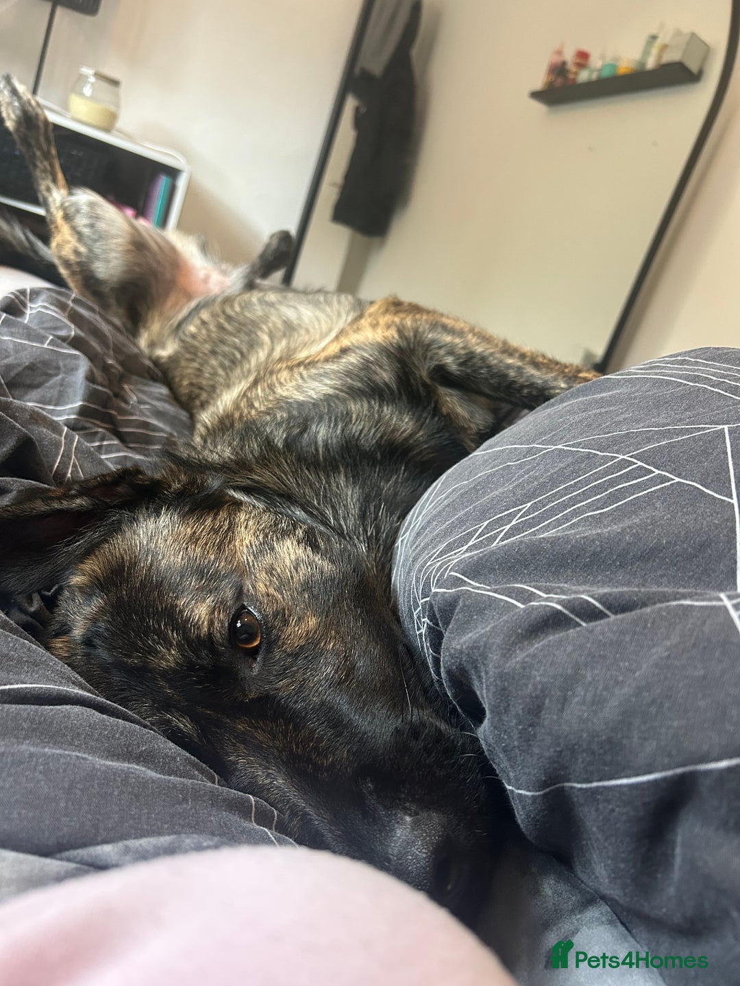 Belgian Shepherd Dog dogs for sale: Rehoming our pup Milo  - Image 9