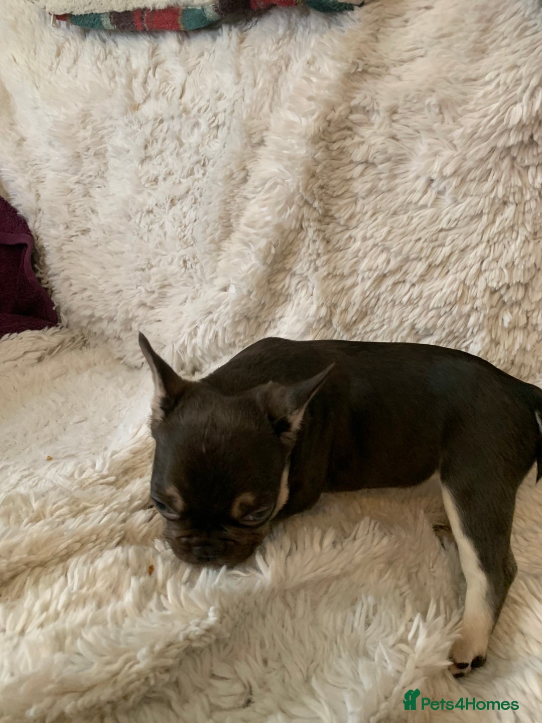 French Bulldog dogs for sale: KC LilacChocolate fully vaccinated health checked  - Image 6