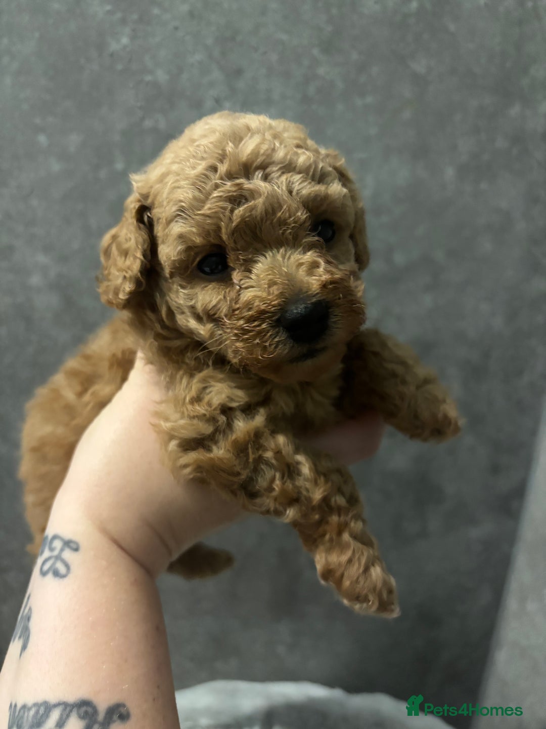 Toy Poodle dogs for sale: 3 stunning toy poodle females  - Advert 12