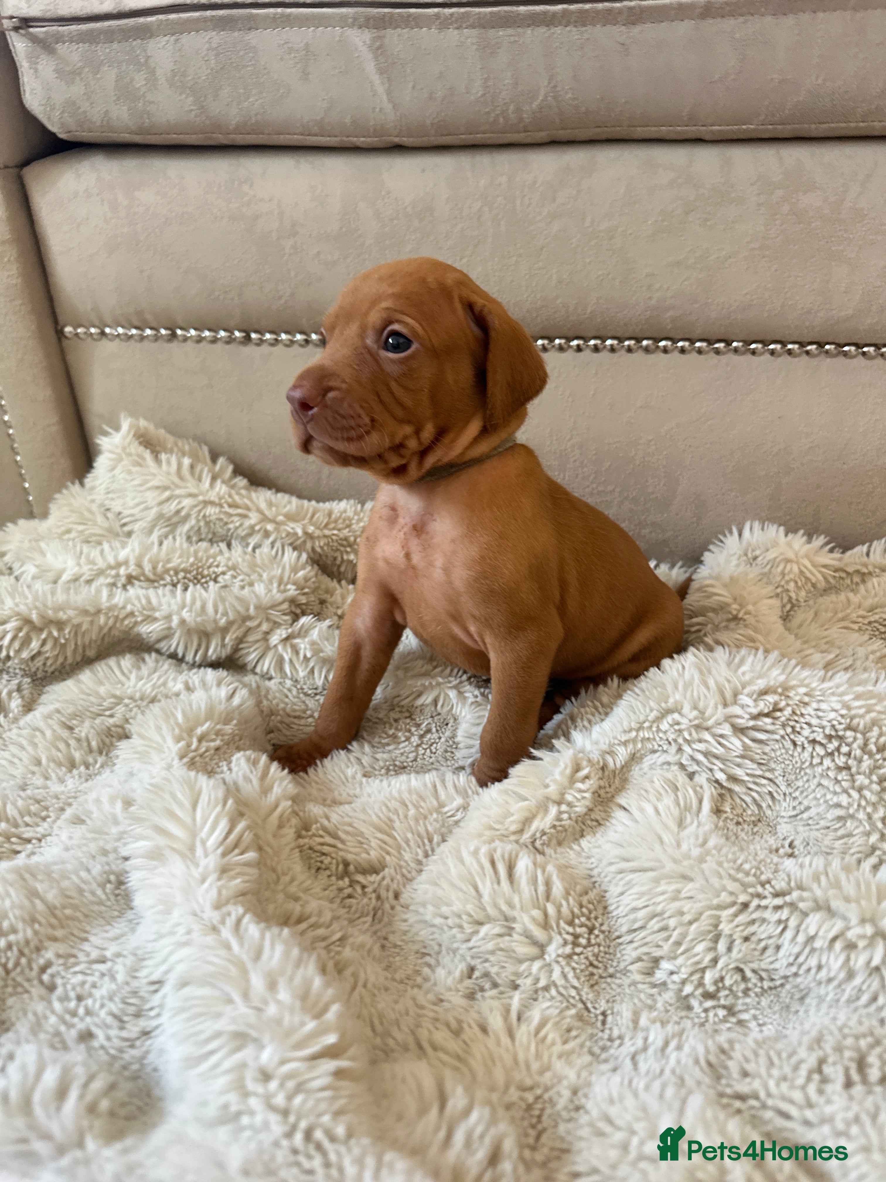 Hungarian Vizsla dogs Champion KC registered Hungarian Vizsla puppies  - Advert 2