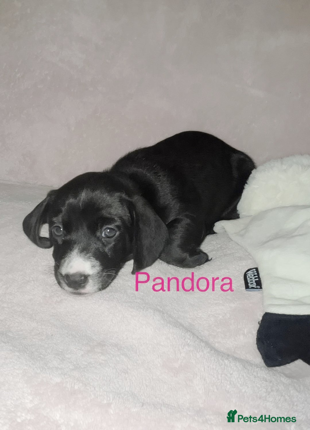 Mixed Breed dogs for sale: Dalmatian x dachshund  - Advert 16