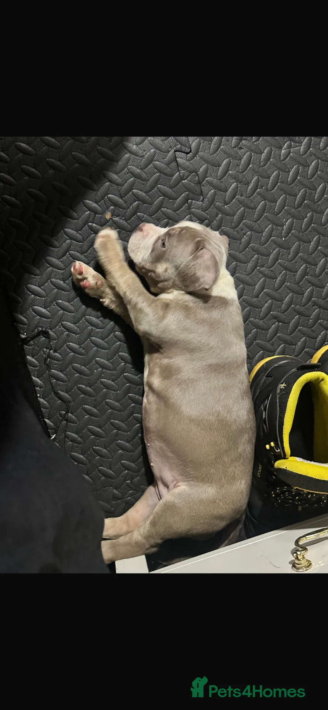 American Bully dogs for sale: Micro American bully pups  in Erith - Advert 13
