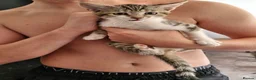 Mixed Breed cats for sale: Bengal cross kittens  in Paignton - Advert 6