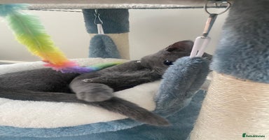 Russian Blue cats - Advert 11