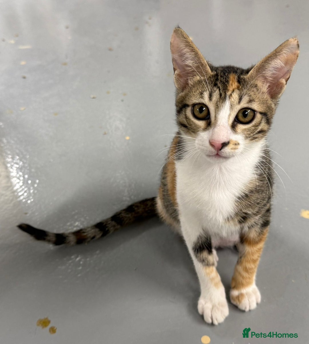 Mixed Breed cats for adoption: SALLY - FUN KITTEN HAPPY WITH OTHER CAT-SPAYED - Advert 5