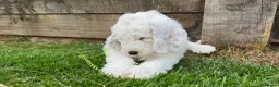Mixed Breed dogs for sale: Australian Labradoodle Puppies 1 Boy Remaining - Advert 15