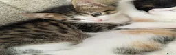 Mixed Breed cats for sale: 6 beautiful kittens ready for new homes - Advert 19