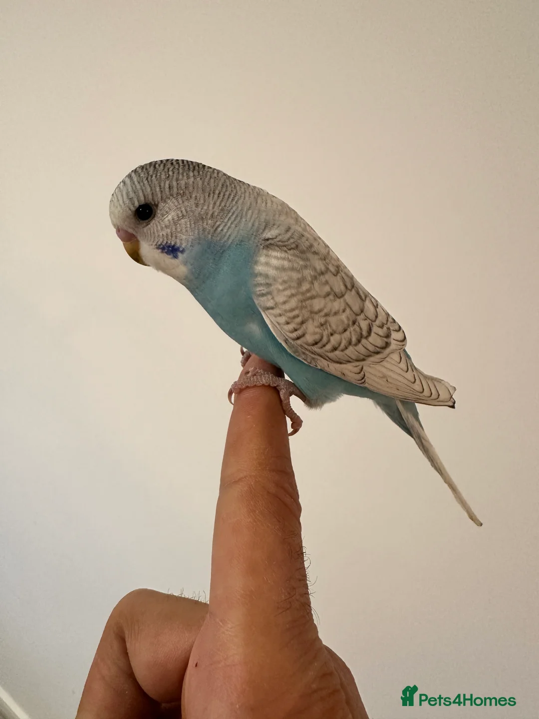 Budgerigars birds for sale: Baby Budgies Tamed/Semi Tamed - Advert 4