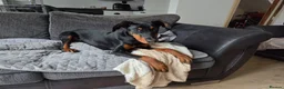 Dobermann dogs for sale: Doberman puppies " all reserved " - Advert 10