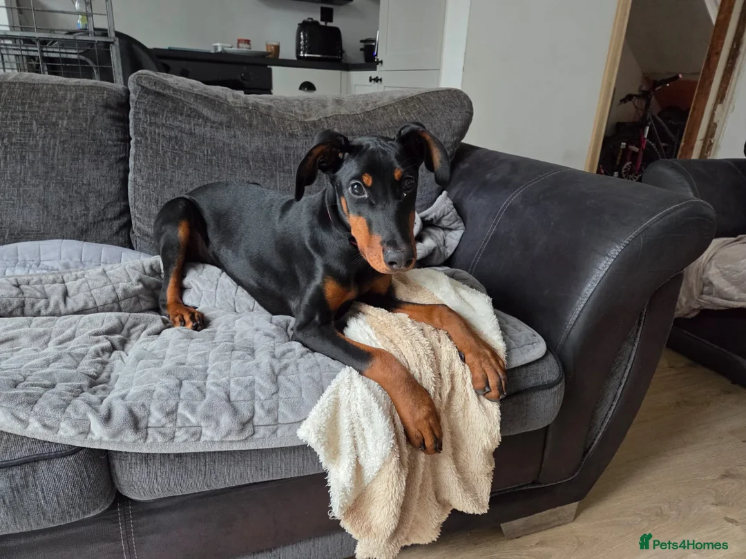 Dobermann dogs for sale: Doberman puppies " all reserved " - Advert 10