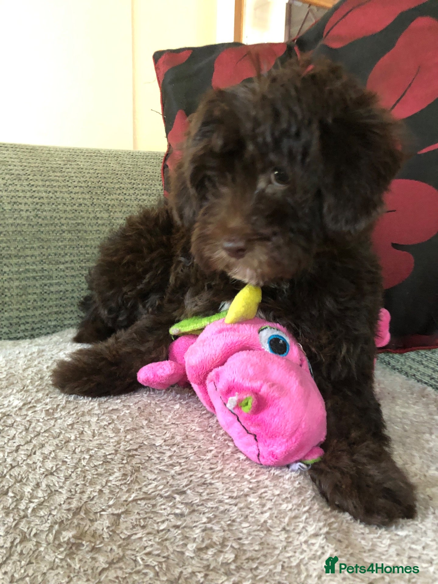Shihpoo dogs shihpoo puppies for sale  - Advert 2