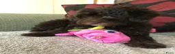 Shihpoo dogs for sale: shihpoo puppies for sale  - Advert 2