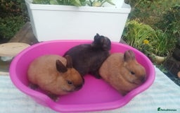 Netherland Dwarf rabbits for sale: Pretty Netherland Dwarf Baby Rabbits - Image 4