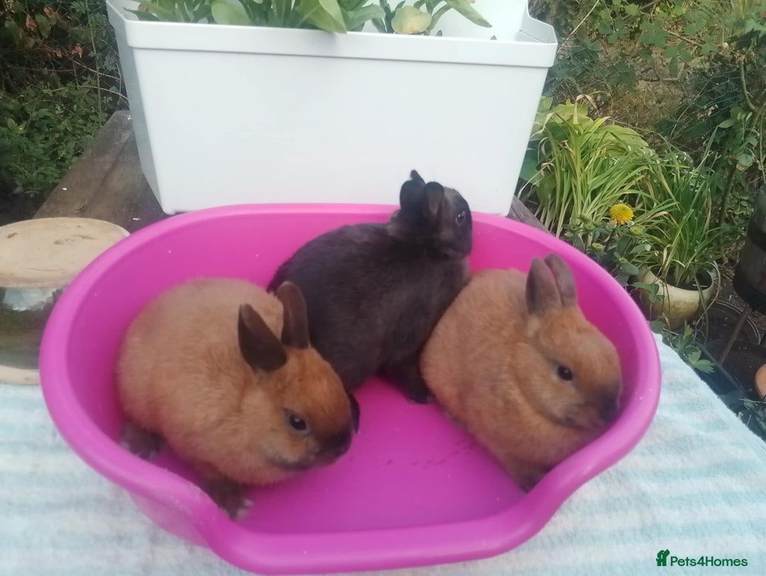 Netherland Dwarf rabbits for sale: Pretty Netherland Dwarf Baby Rabbits - Image 4