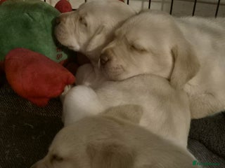 Labrador Retriever dogs for sale - Advert 1