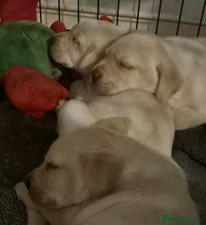 Labrador Retriever dogs - Advert 2