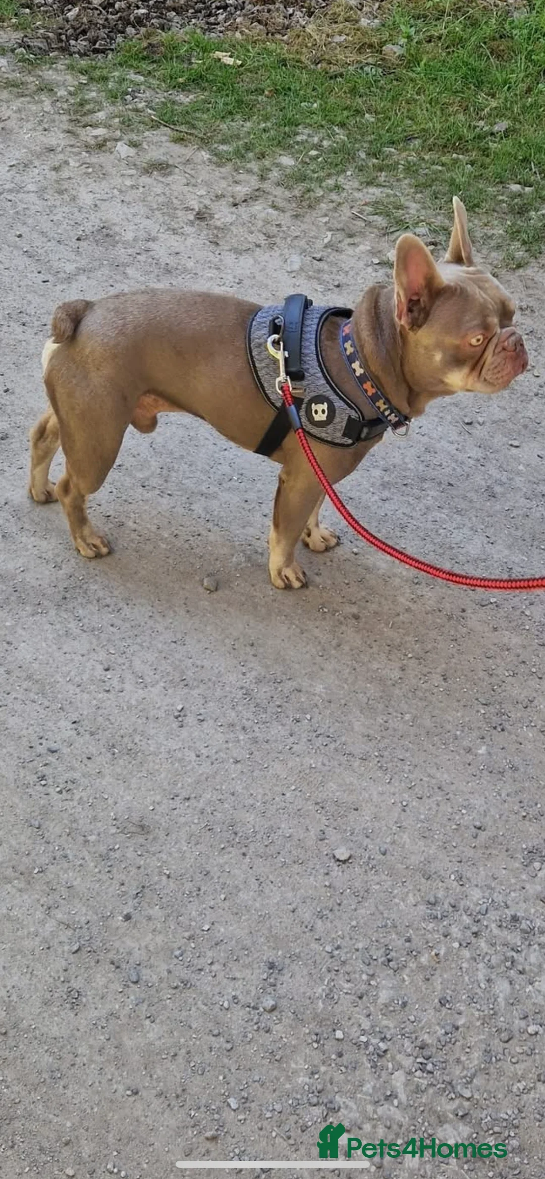 French Bulldog dogs for stud: Isabella and tan health tested french bulldog stud in Lincoln - Advert 14