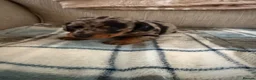 Miniature Dachshund dogs for sale: 2 dapple female mini dachshunds  - Advert 8