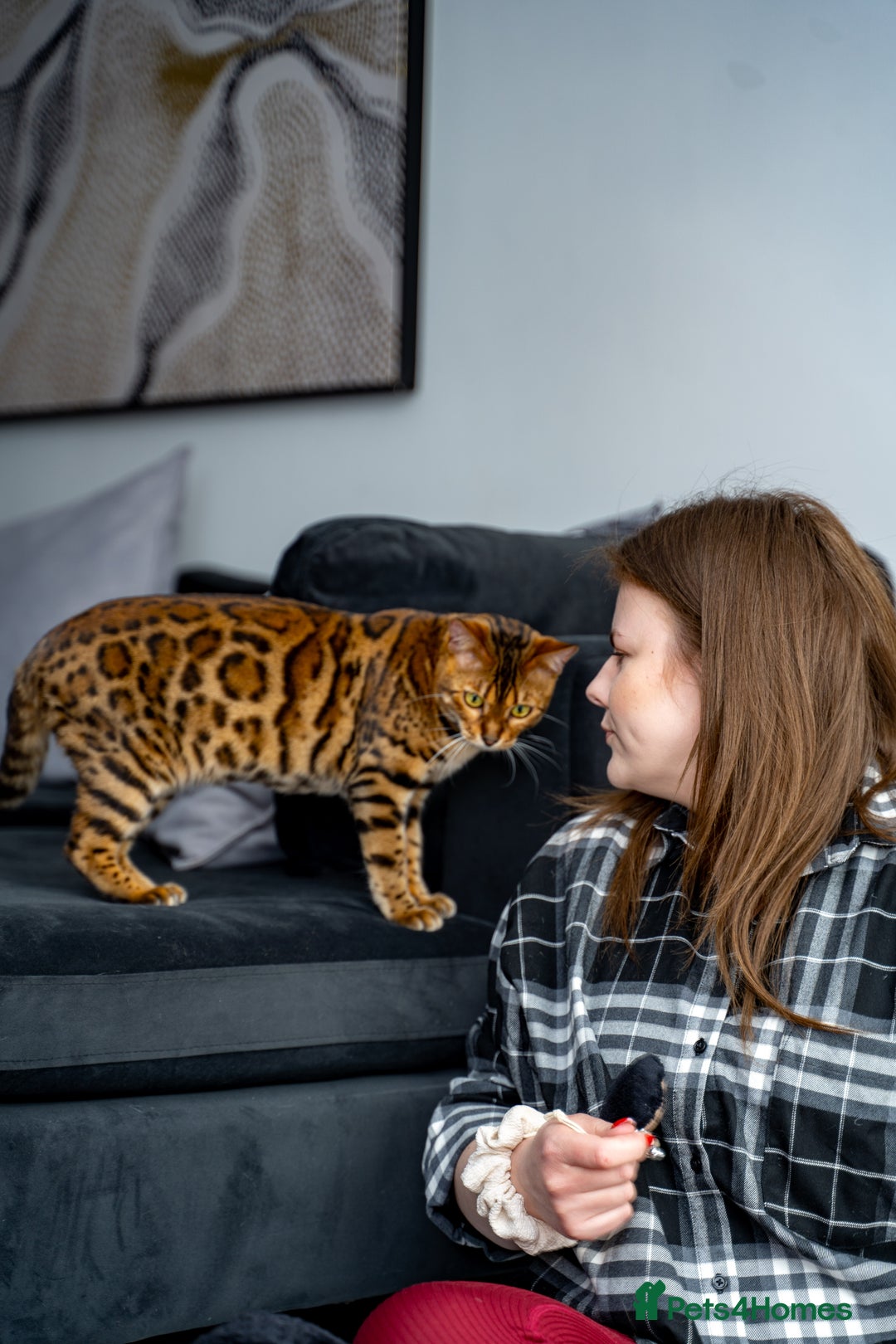 Bengal cats for sale: One of the kind Bengal Female -TICA reg.-Wild look - Image 14