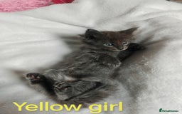 Ragcoon cats for sale: Amazing ragcoon kittens looking for lovely home  - Image 19