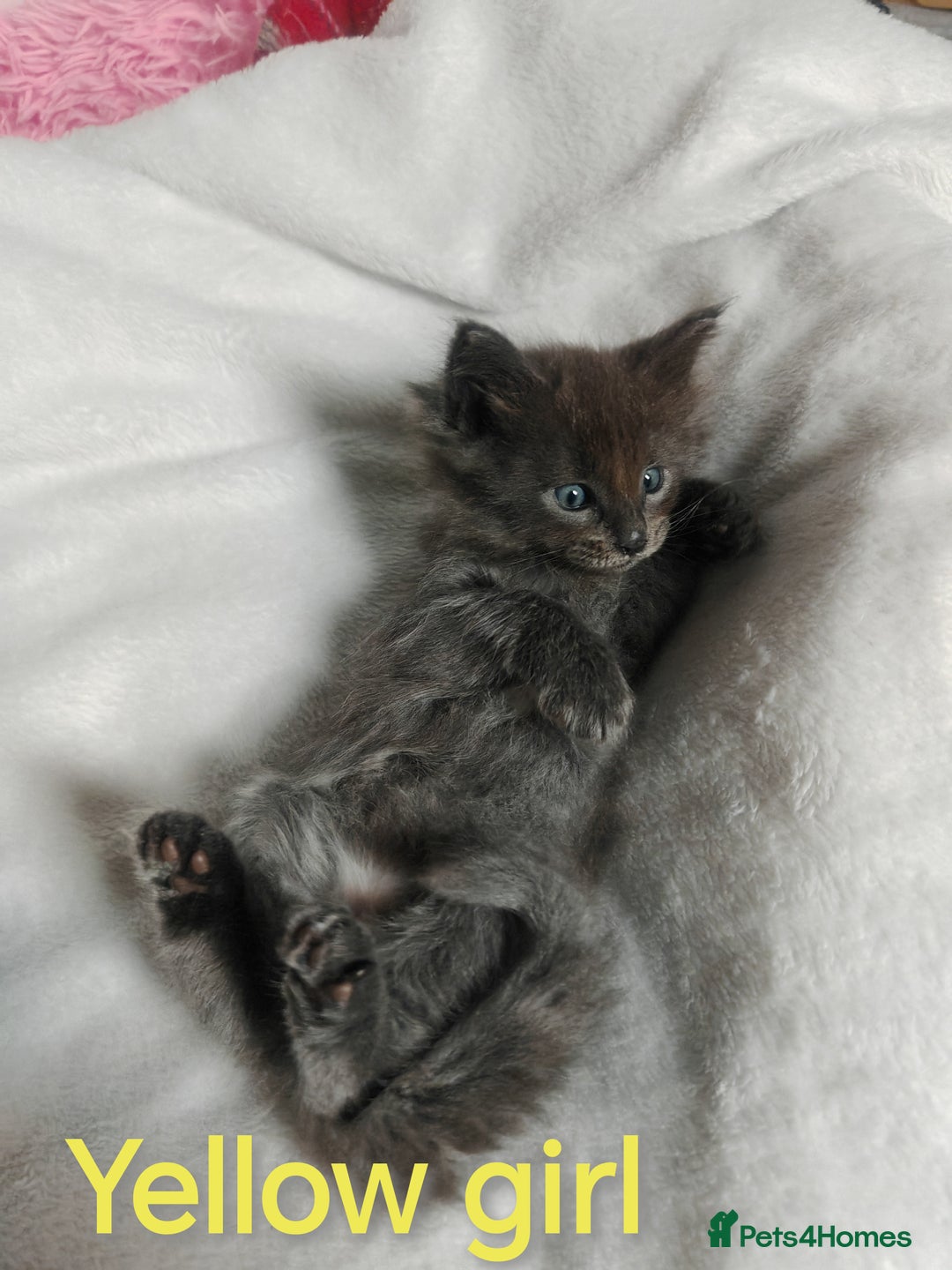 Ragcoon cats for sale: Amazing ragcoon kittens looking for lovely home  - Image 19