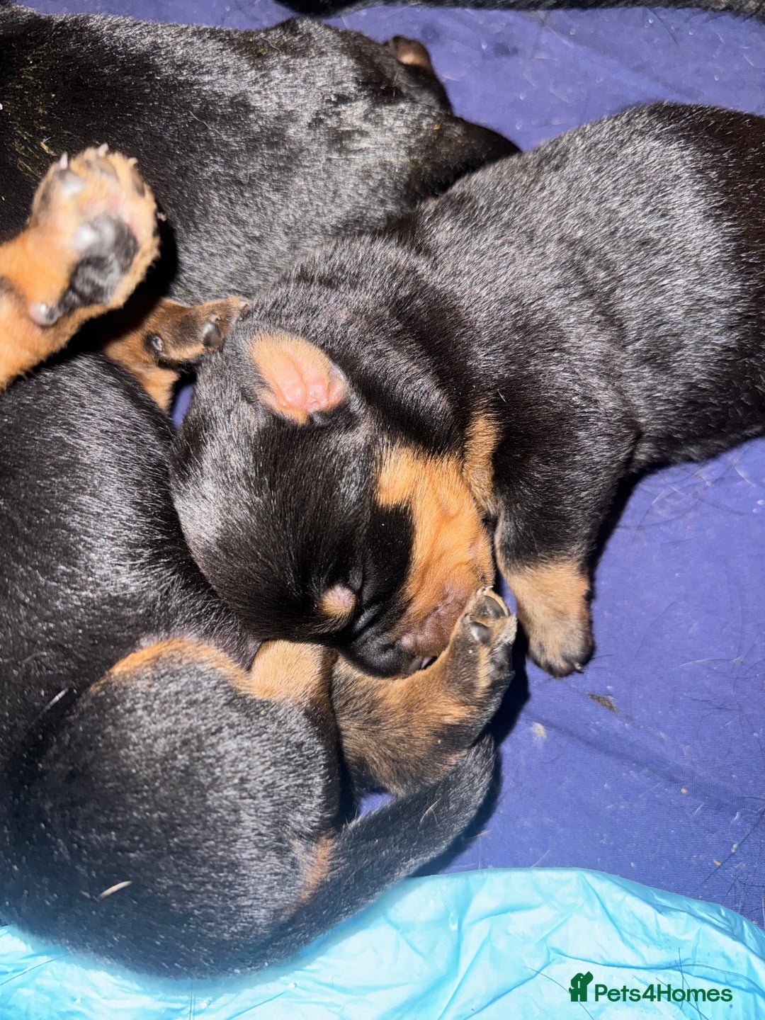 Rottweiler dogs for sale: KC Rottweiler puppies  - Advert 8
