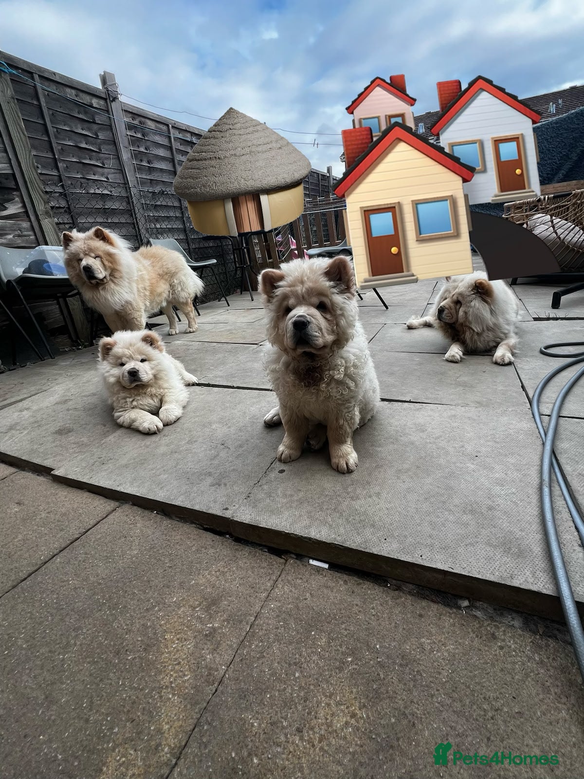 Chow Chow dogs for sale: Beautiful Chow Chow Puppies  - Advert 6