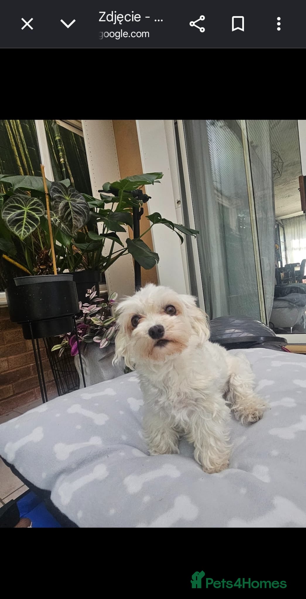 Maltipoo dogs for sale: Cute Small Maltipoos F1  - Advert 3
