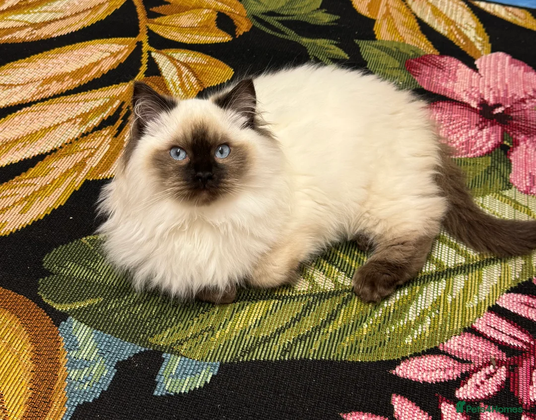 Ragdoll cats for sale: Champion Sired Ragdoll Kittens  - Advert 2