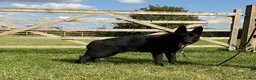 German Shepherd dogs for sale: Retiring 3 bitches & 1 male - Advert 4