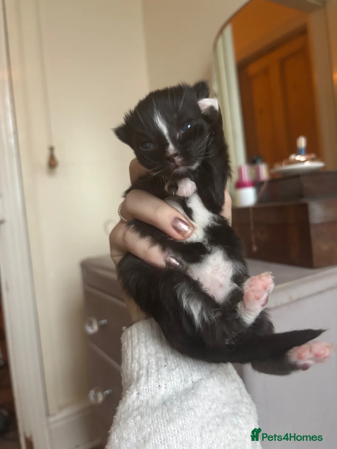 Mixed Breed cats for sale: Three female Kittens.  in Stoke-on-Trent - Advert 2