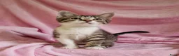 Mixed Breed cats for sale: Cute kittens  - Advert 5