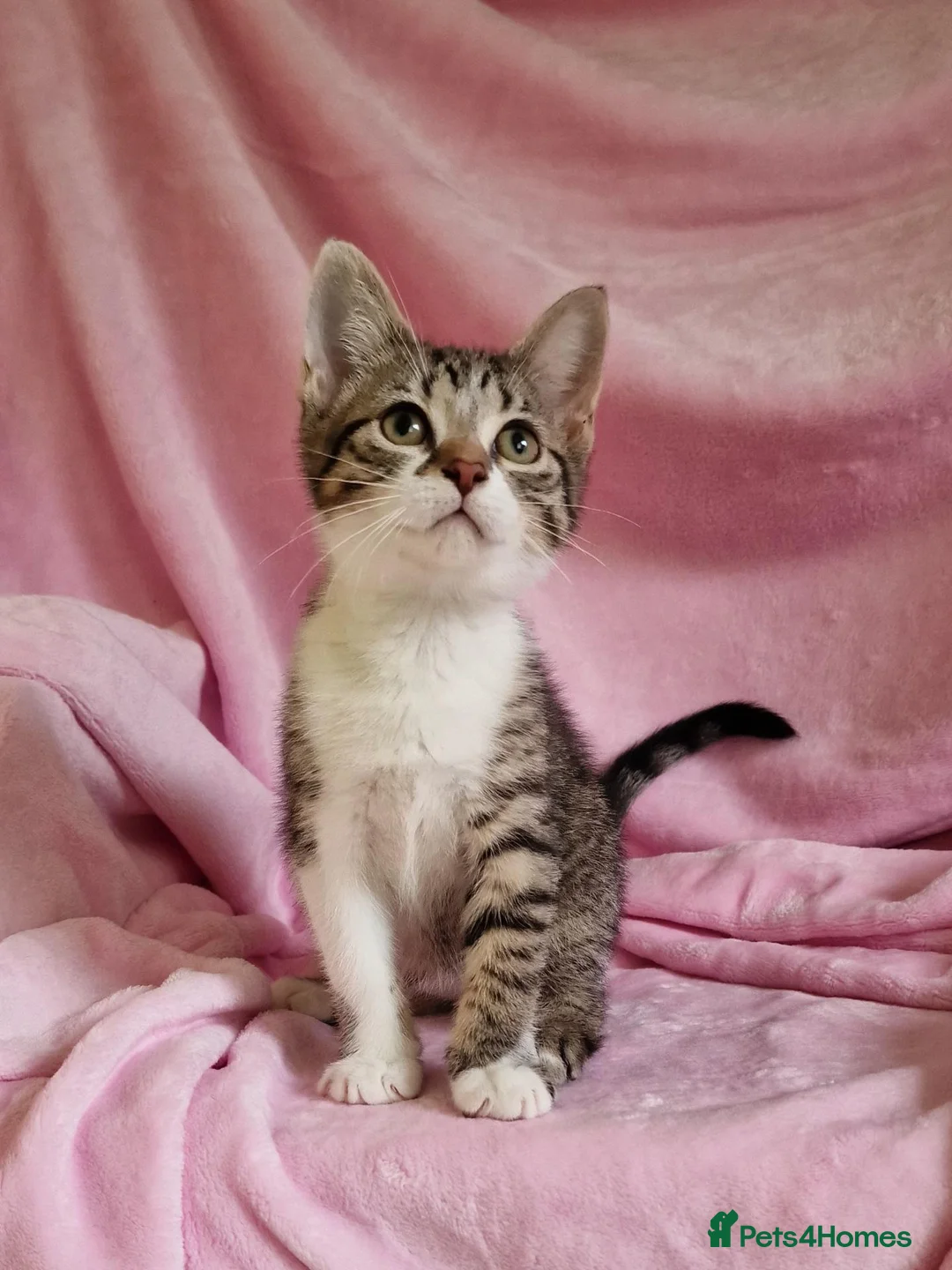 Mixed Breed cats for sale: Cute kittens  - Advert 5