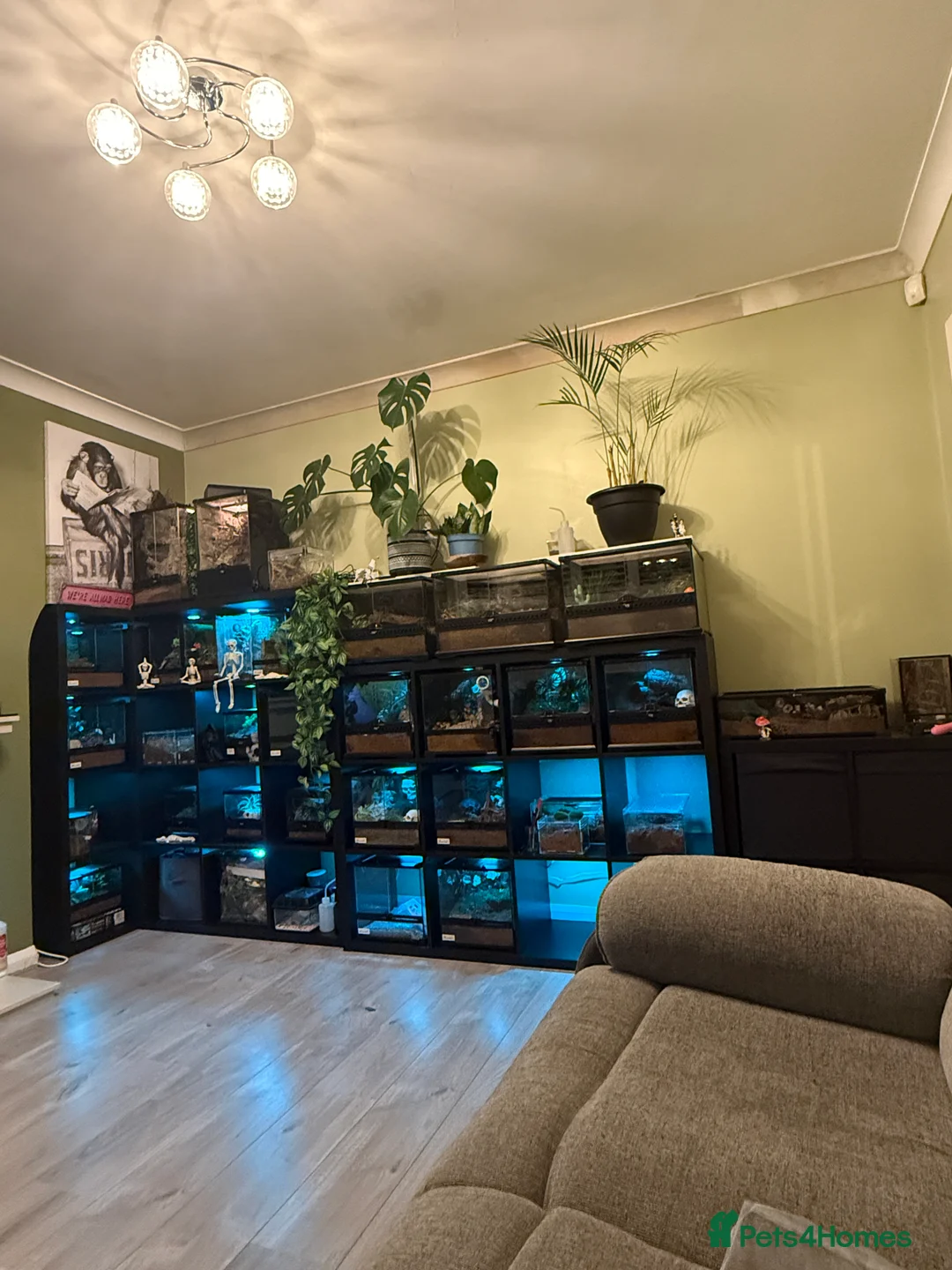 Tarantulas invertebrates for sale: Tarantulas wanted - Advert 16