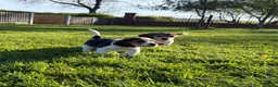 Beagle dogs for sale: Stunning KC beagles leave this weekend! - Advert 3