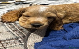 Cocker Spaniel dogs for sale: COME AND MEET US NOW Outstanding  show type - Image 10