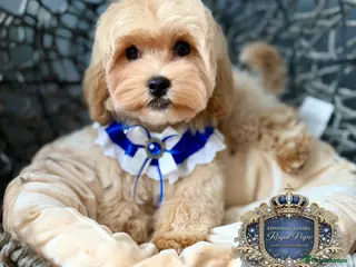 Maltipoo dogs 👑 Last Exquisite Esponjoso Royal maltipoo Boy 👑 - Advert 1