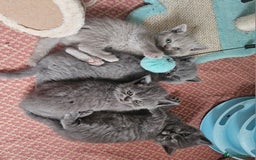 British Shorthair cats for sale: Pure british  shorthair  kittens  - Image 24